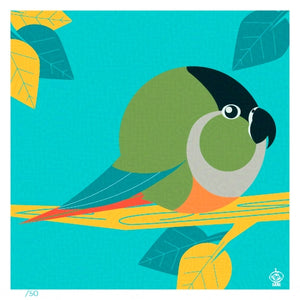 Green Cheeked Parakeet 4x4 Limited Edition Print