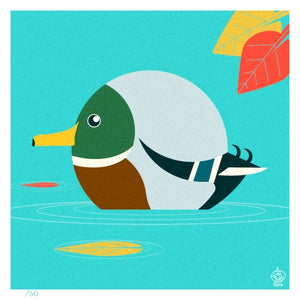 Mallard Drake 4x4 Limited Edition Print